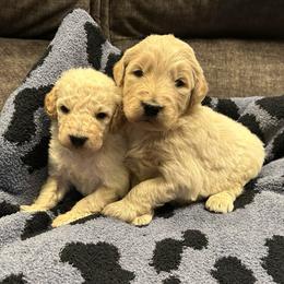 Nikola - Apricot male Goldendoodle puppy in Warren, Michigan from Annette Patterson