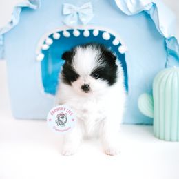 Charlie - Black parti male Pomeranian puppy in Idaho Falls, Idaho from Country Life Pomeranians