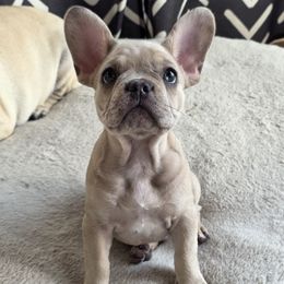 T aka Tiny Mr. T - Fawn male French Bulldog puppy in Altoona, Iowa from Pugs, Frugs and Frenchies