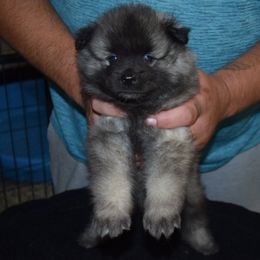 Girl 4 - Black and silver female Keeshond puppy in Fayetteville, Tennessee from Erbekees-Keeshonden