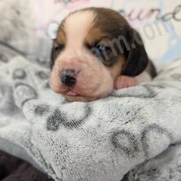 Orange - Black tan and white male Beagle puppy in Vallejo, California from Tailwindfarm