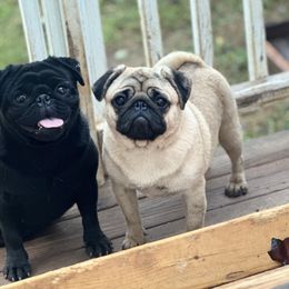 French Bulldog and Pug Puppies from Peachy Pugs