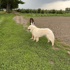 Maremma Sheepdog All Grown Up from Old Orchard Maremmas