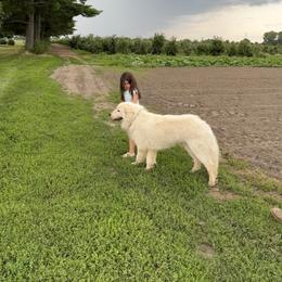 Maremma Sheepdog All Grown Up from Old Orchard Maremmas