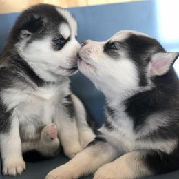 Siberian Huskies from Kaia Reyne Huskies