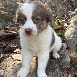 Lou - Red tri-color male Australian Shepherd puppy in Grants Pass, Oregon from Carmel Mountain Aussies