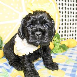 Dixie - Black female Cocker Spaniel puppy in Rattan, Oklahoma from Double M Cocker Spaniels