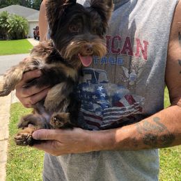 Yorkshire Terrier Puppies from Jackie Jenny’s Precious Yorkies