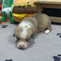 Howard - Sable male Pembroke Welsh Corgi puppy in Apison, Tennessee from Ashmore Corgis