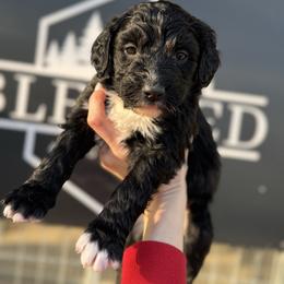 Angel - Black and white female Bernedoodle puppy in Bellevue, Iowa from Blended Acres & Kennels