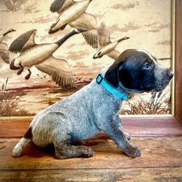 Boy 6 - Liver roan German Shorthaired Pointer puppy in Henderson, Texas from C4 Gun Dogs