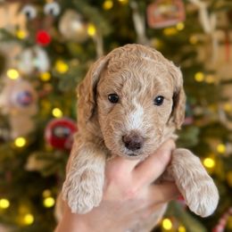 Miss Magenta - Cream female Goldendoodle puppy in Athens, Georgia from Moore Goldendoodles