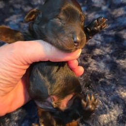 Black boy (bigger) - Black and tan male Dachshund puppy in West Plains, Missouri from Spring Creek Dachshunds