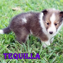 Tequilla - Sable-White Female - Sable and white female Shetland Sheepdog puppy in Frazeysburg, Ohio from Mountain High Kennels