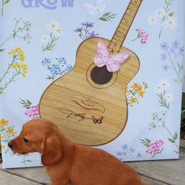 Lucky charm-pending - Sable male Dachshund puppy in Ft Dodge, Iowa from Secret Reality