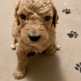 Poodle Puppies from Chapel Farm Standard Poodles