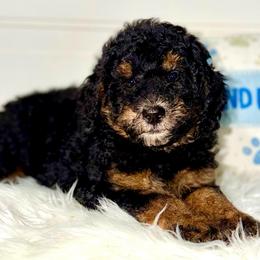 Betsy - Curly Coat - Tri-color female Bernedoodle puppy in Beecher, Illinois from Erica’s Doodles