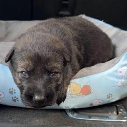 Justice - Sable male German Shepherd puppy in Livingston, Kentucky from Illyria Dox & GSD