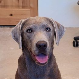 Dilute Retriever and Labrador Retriever Puppies from SmoKy Hills Labradors