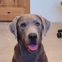 Dilute Retriever and Labrador Retriever Puppies from SmoKy Hills Labradors