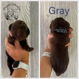 Gray - Chocolate male Labrador Retriever puppy in Ste. Genevieve, Missouri from Megans Labradors