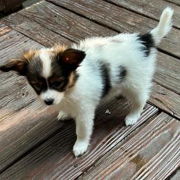 Roan - White and sable male Papillon puppy in Benton, Arkansas from Mama's Pride