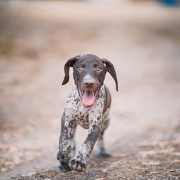 German Shorthaired Pointer Puppies from Dem Feuerhaus Gun Dogs