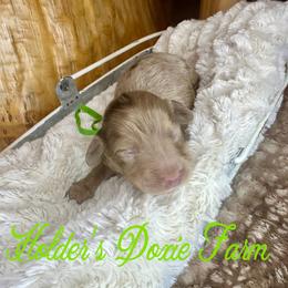 Neo - Dapple male Dachshund puppy in Atwood, Oklahoma from Holder’s Doxie Farm