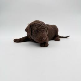 Diego- Blue - Brown and white male Aussiedoodle puppy in West Monroe, Louisiana from Diamond M Poodles and Doodles