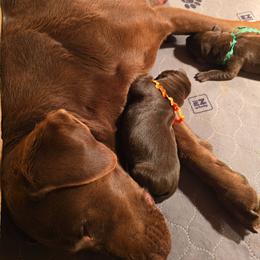 Green boy - Chocolate male Labrador Retriever puppy in Sioux City, Iowa from Brown Dog Acres