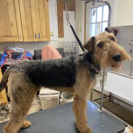 Wren - Airedale Terrier