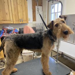 Wren - Airedale Terrier