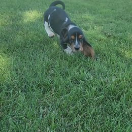 Light Brown - Black brown and white female Basset Hound puppy in Ontario, Oregon from Thunder Ridge Bassets