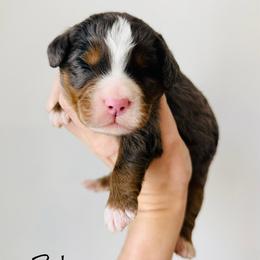 Zeke - Merle male Bernedoodle puppy in Auburn, Indiana from Martin’s Doodles
