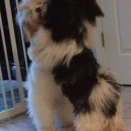 Havanese All Grown Up from Jacqueline Carney