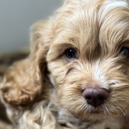 Cavapoos and Cockapoos from The Barkery