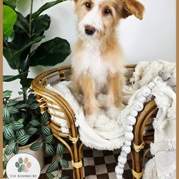 Otto (Black collar) - Apricot male Aussiedoodle puppy in Grand Rapids, Michigan from The Kindred K9