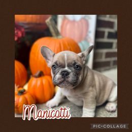 Manicotti - Tricolors male French Bulldog puppy in Winchester, Kentucky from Central Kentucky Blue Bell French Bulldogs