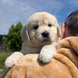Yellow - Light golden female Golden Retriever puppy in Roseburg, Oregon from Unbound Goldens