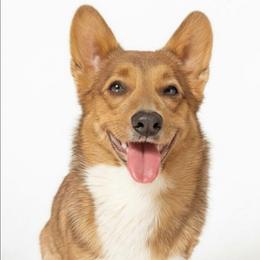 Penny - Sable female Pembroke Welsh Corgi puppy in Brandon, Mississippi from Jenny May’s Corgis