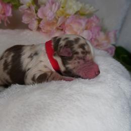 Kion - Red merle male Australian Shepherd puppy in Cedar Hill, Tennessee from Kreger Farms
