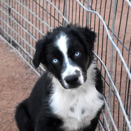 Ranger - Black tri-color male Australian Shepherd puppy in San Tan Valley, Arizona from Mott Ranch - Blazin' Sun Aussies