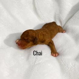 Chai - Sable female Aussiedoodle puppy in Ellenburg Center, New York from Kristin's Puppies