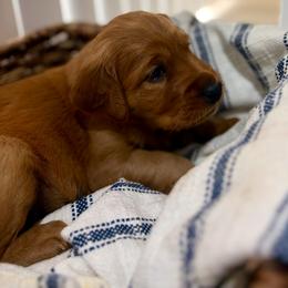 Poppy - Golden female Golden Retriever puppy in Fruitland, Idaho from Bethel Retrievers