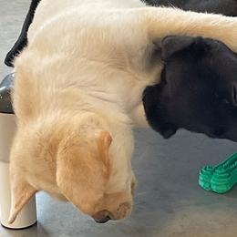 Golden Retrievers and Labrador Retrievers from Pilot Dogs