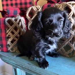 Adah - Black female Dachshund puppy in Lubbock, Texas from Wagging Tails