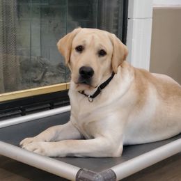 Labrador Retriever All Grown Up from Daisy Mountain Labs