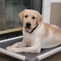 Labrador Retriever All Grown Up from Daisy Mountain Labs
