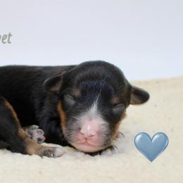 Comet - Black tri-color male Aussiedoodle puppy in Foxworth, Mississippi from Ten Mile Aussies