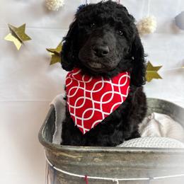 Gus - Black male Poodle puppy in Detroit Lakes, Minnesota from Pickerel Pups